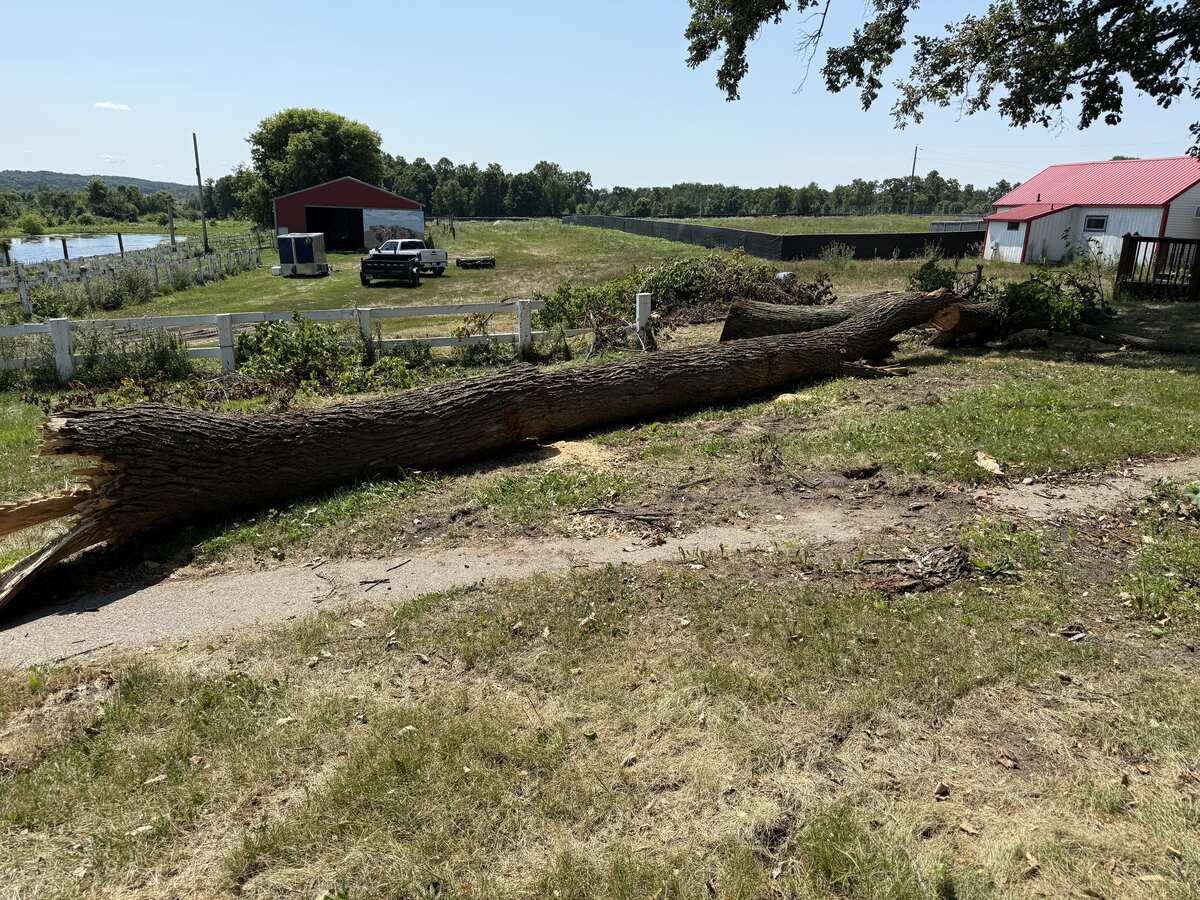 Tree Removal project — Revisions Unlimited serves Becker MN