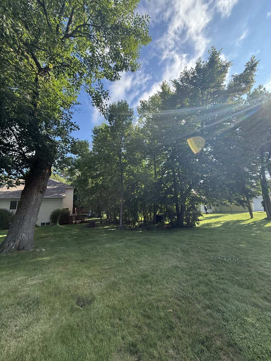 Before: overgrown tree and brush line crowding a Central Minnesota backyard
