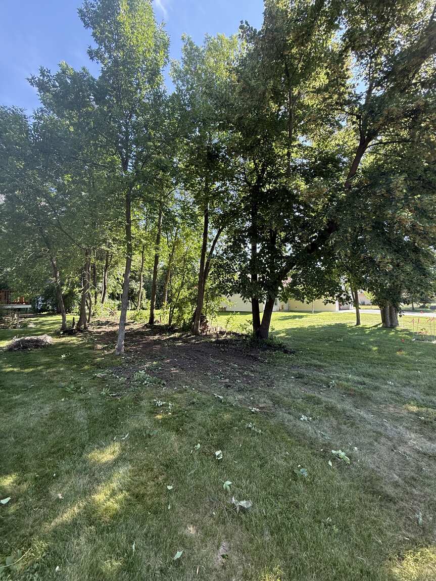 During: tree line being thinned and understory cleared with a skid loader in Central MN
