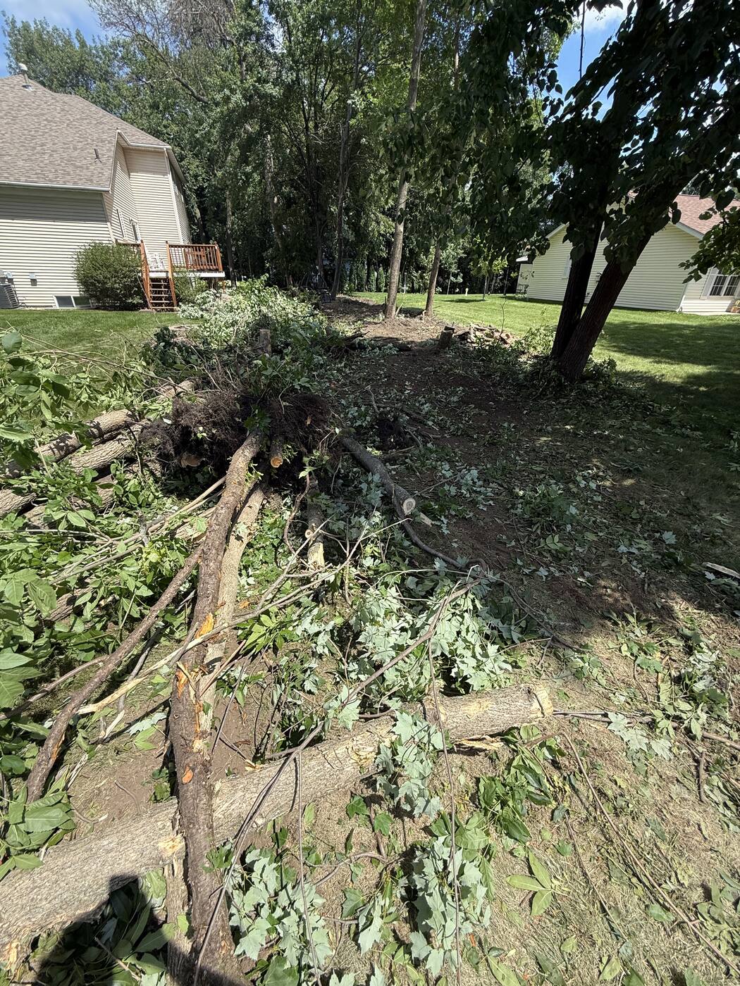 During — stump and root ball pulled during clearing