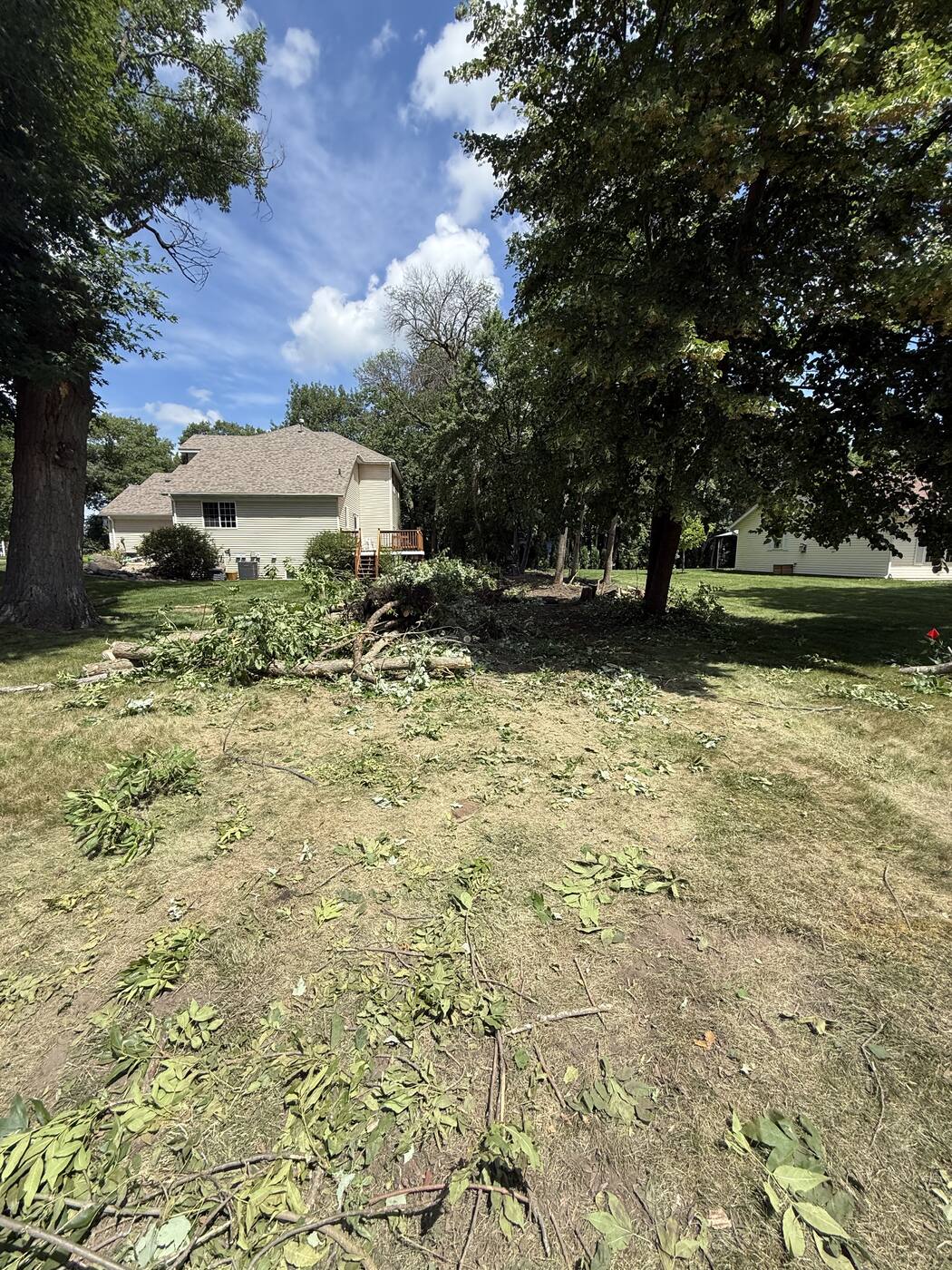 Cleared — ground ready for stump grinding and seed