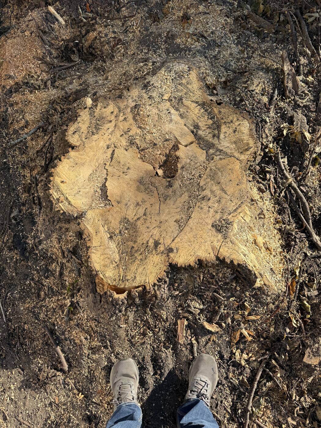 Massive tree stump before grinding, boots for scale — St. Joseph MN